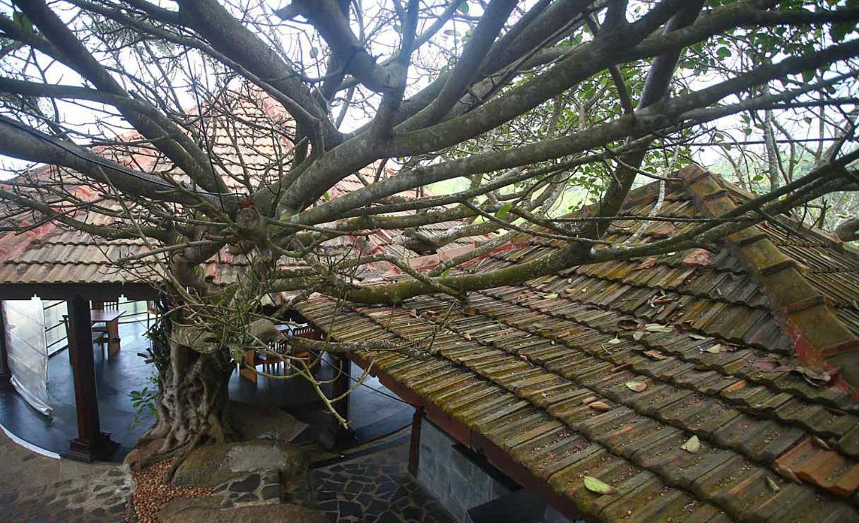 Niraamaya Wellness Retreats, Surya Samudra, קובאלאם מראה חיצוני תמונה